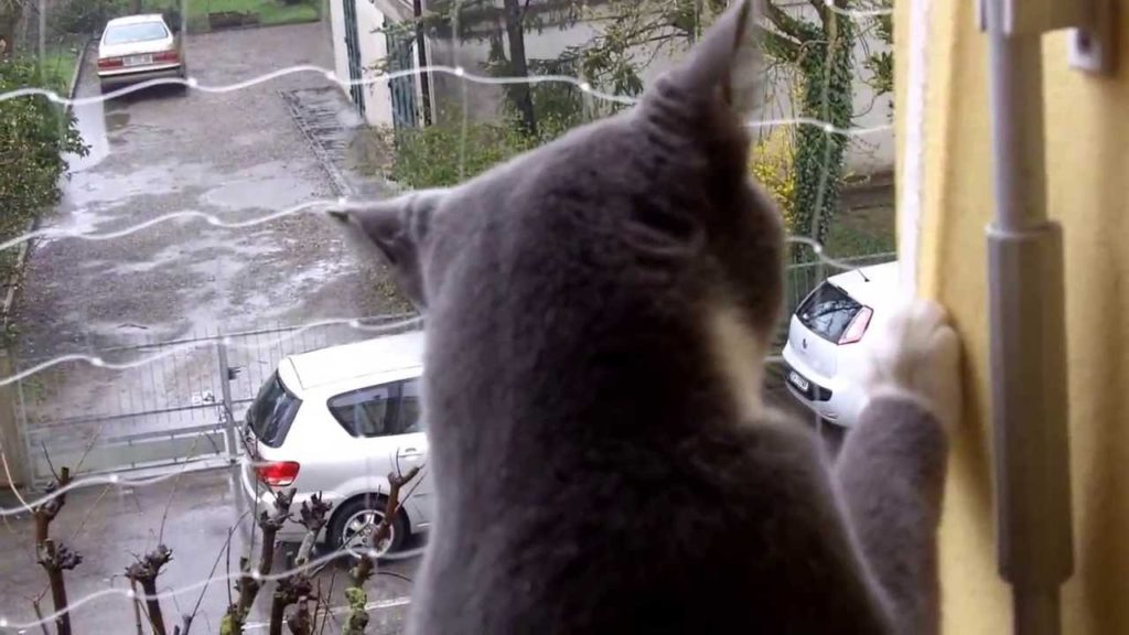 52enne per salvare il gatto cade dal balcone e muore dopo 12 giorni di