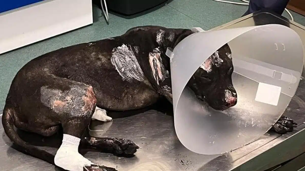 Buon Ponte Arron, è morto il pitbull bruciato vivo dal padrone, l’uomo ha rischiato il linciaggio