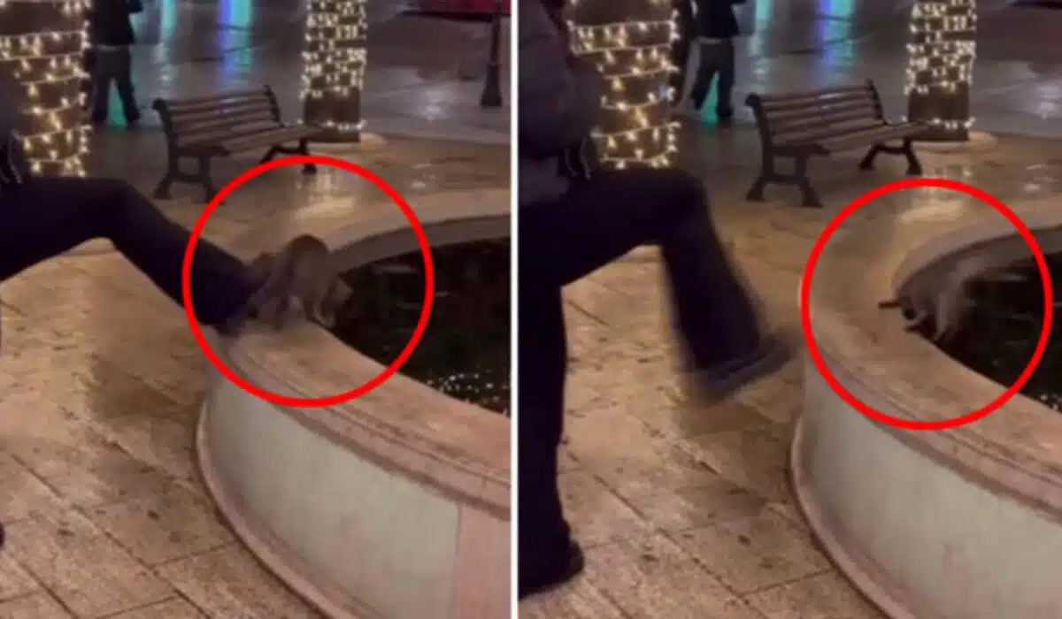 Un atto di crudeltà a Alberobello scuote il web: una ragazza lancia un gattino in una fontana, causandone la morte per congelamento. La rete reagisce con indignazione e minacce.