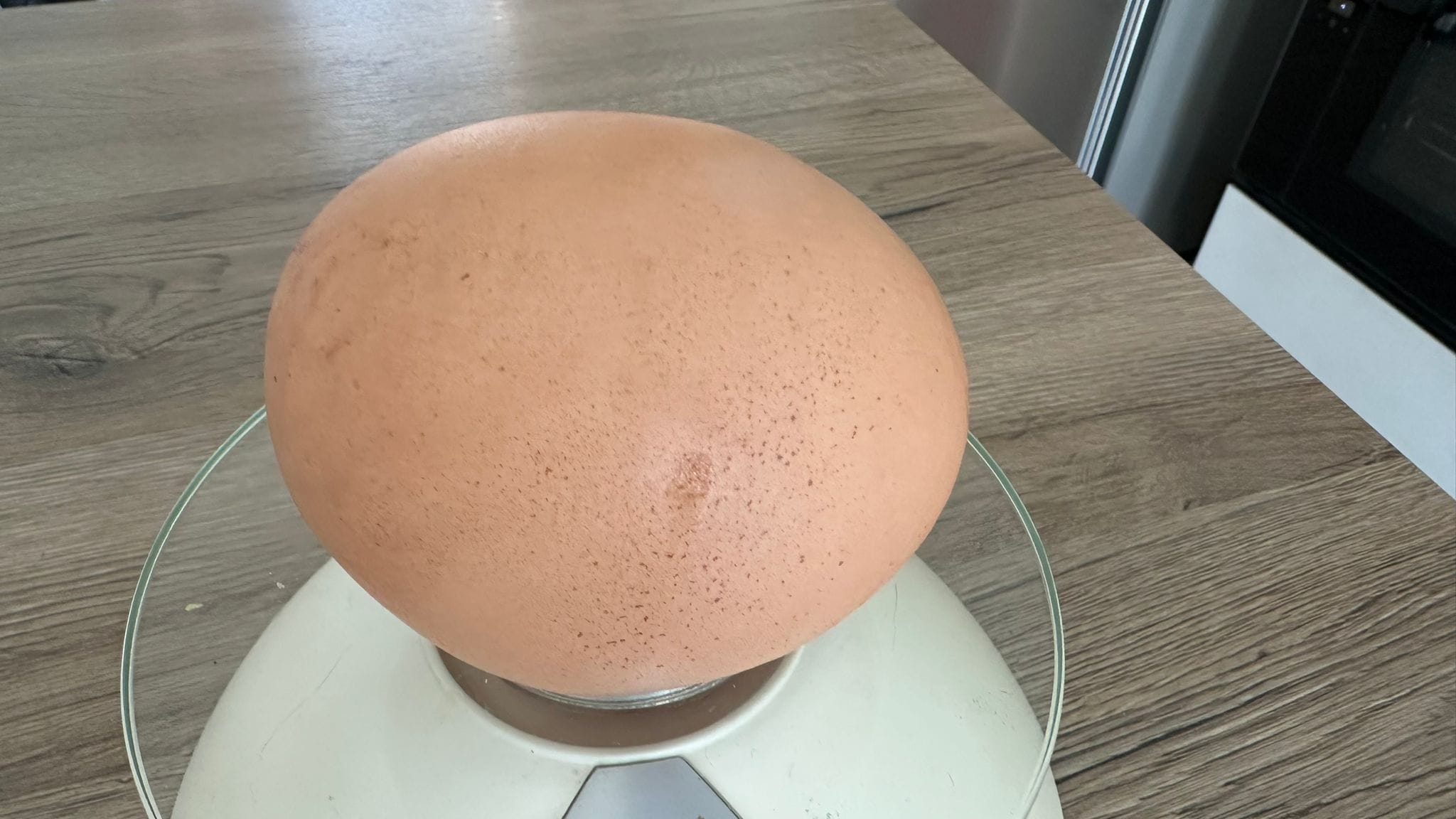 Uovo gigante nel Salento, gallina depone un uomo enorme da 193 grammi, la notizia fa il giro dei social”