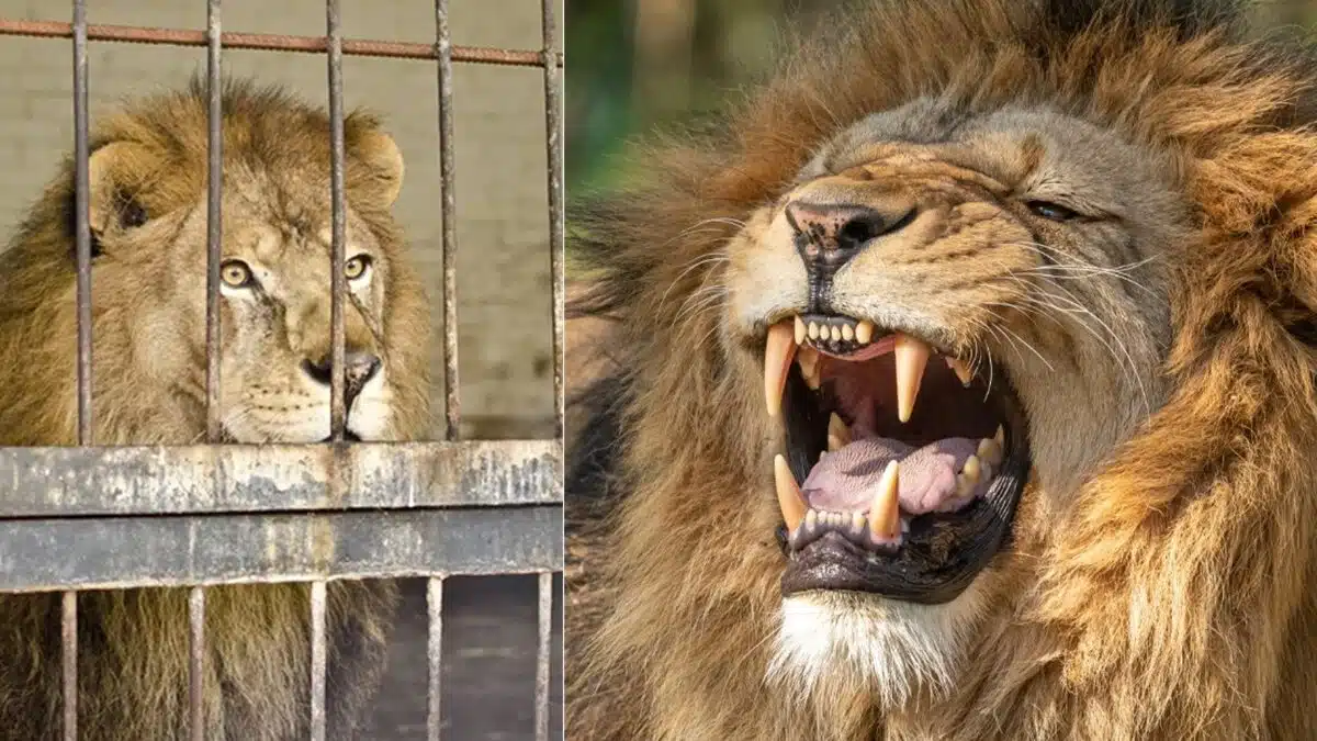 Prahlad Gujjar, 38 anni, ha perso la vita allo zoo Sri Venkateswara di Tirupati, sbranato da un leone mentre tentava di scattarsi un selfie avvicinandosi troppo alla gabbia.