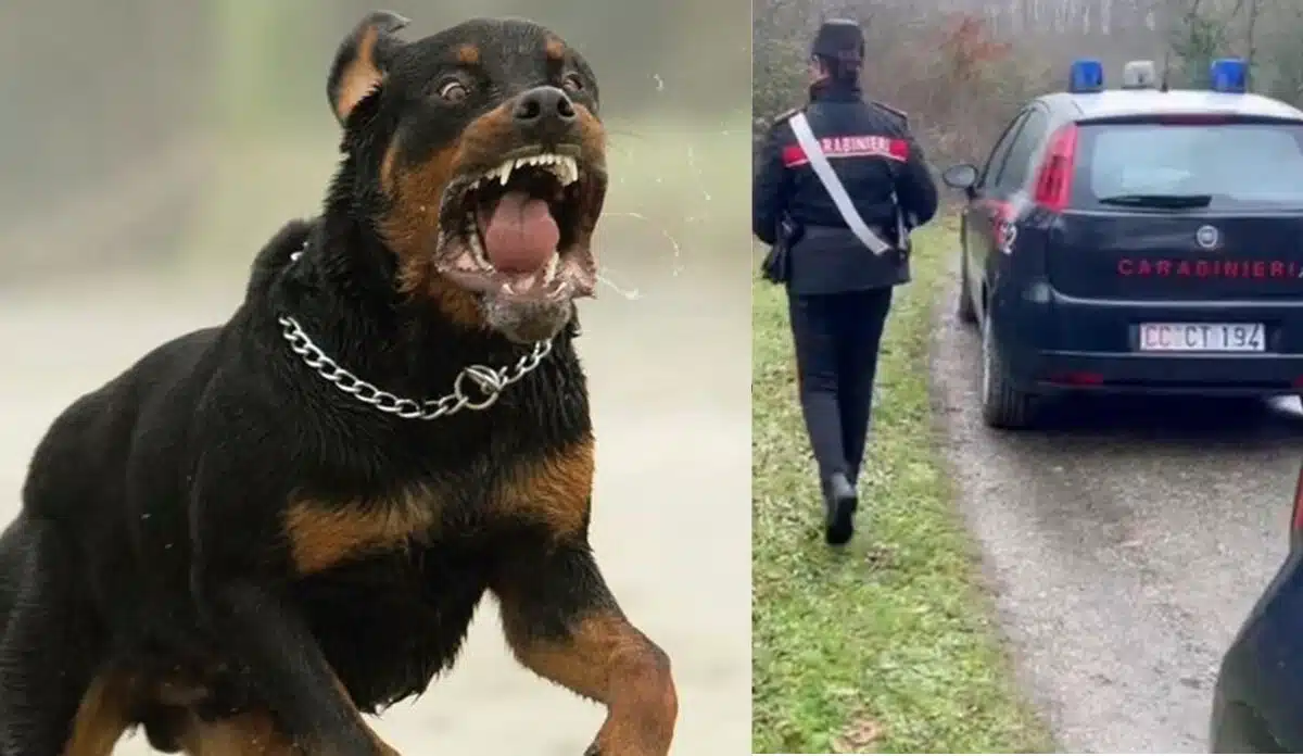 Roma, runner ucciso da tre rottweiler, il proprietario ““Non so come possa essere accaduto”