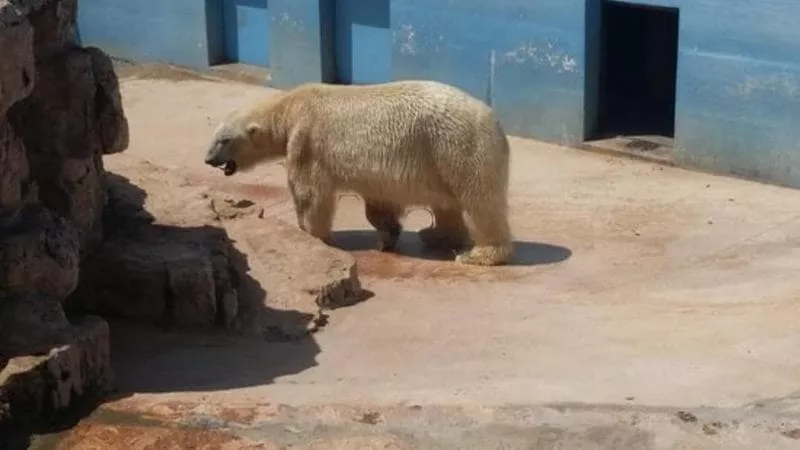 Furiose Polemiche sullo Zoosafari di Fasano: orsi polari esposti al caldo torrido. La struttura rassicura: “Per loro c’è tutto ciò di cui hanno bisogno”