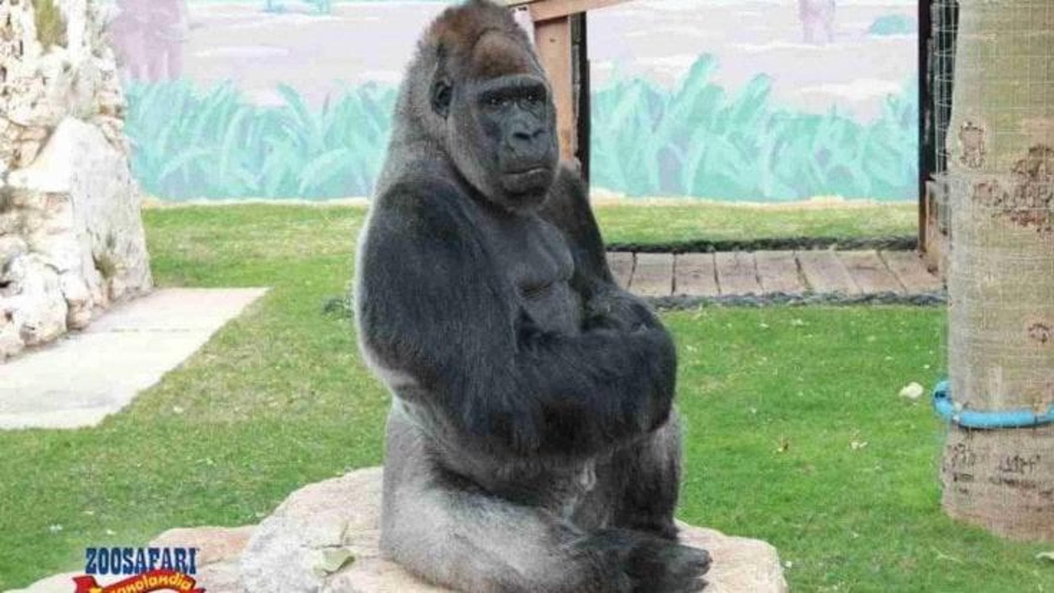 Fasano, è morto allo zoosafari il “gorilla triste”, Riù era il gorilla più anziano in Italia