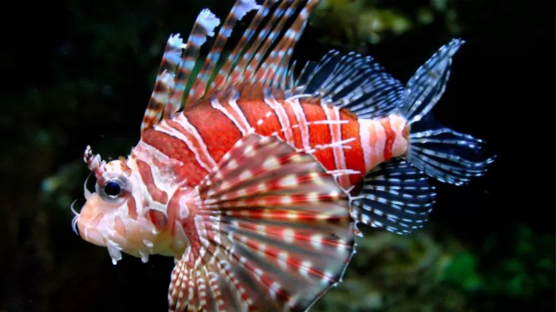 Allarme Pesce Scorpione: Una Nuova Minaccia per l'Ecosistema Marino del Lazio