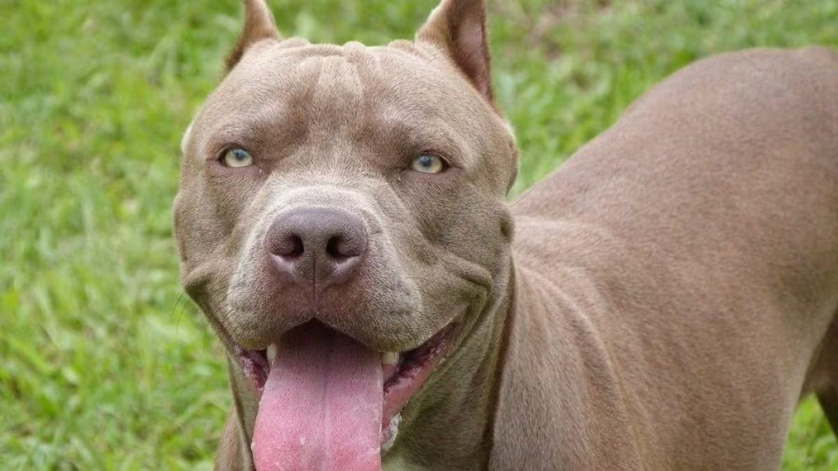 Bari, bimbo di un anno in terapia intensiva, azzannato in casa da pitbull di famiglia