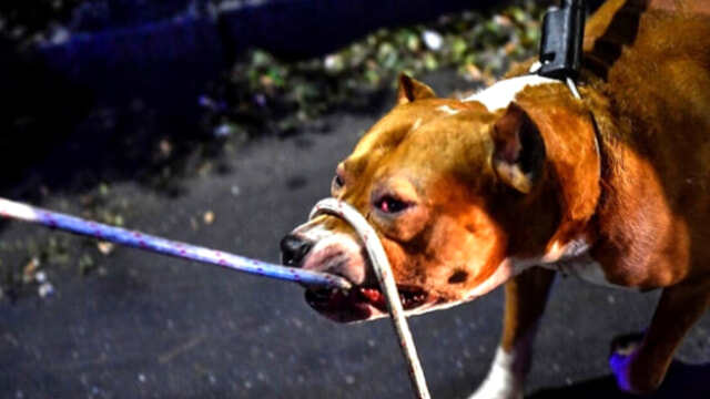 Grave aggressione di un pitbull all'Aquila: tre feriti gravi