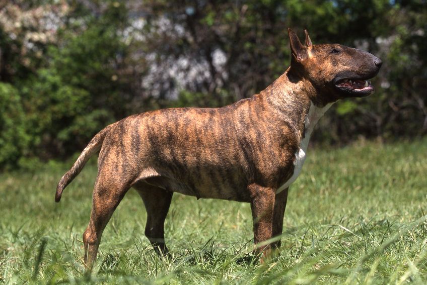 Aggressione a Busto Arsizio: bambina di 11 anni ferita dal Bull Terrier di famiglia, il padre interviene per salvarla.