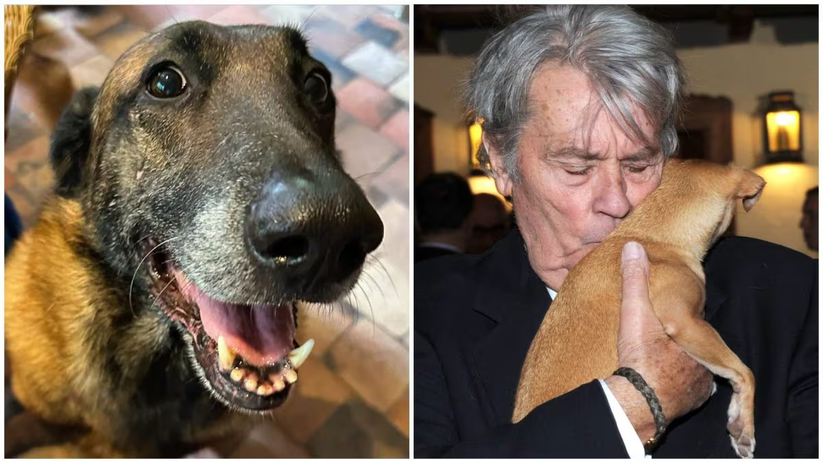 Loubo, il cane di Alain Delon, non sarà soppresso nonostante le volontà espresse dall'attore in vita. La decisione è stata presa dalla famiglia di Delon a seguito delle proteste degli animalisti.