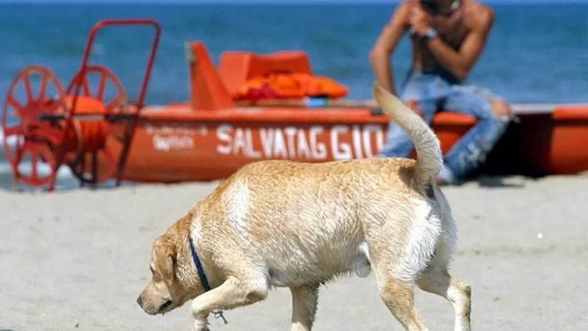 Un pensionato di 76 anni denuncia un'aggressione da parte di un bagnino a Rimini dopo aver passeggiato con il cane sulla spiaggia, sollevando preoccupazioni sulla sicurezza.