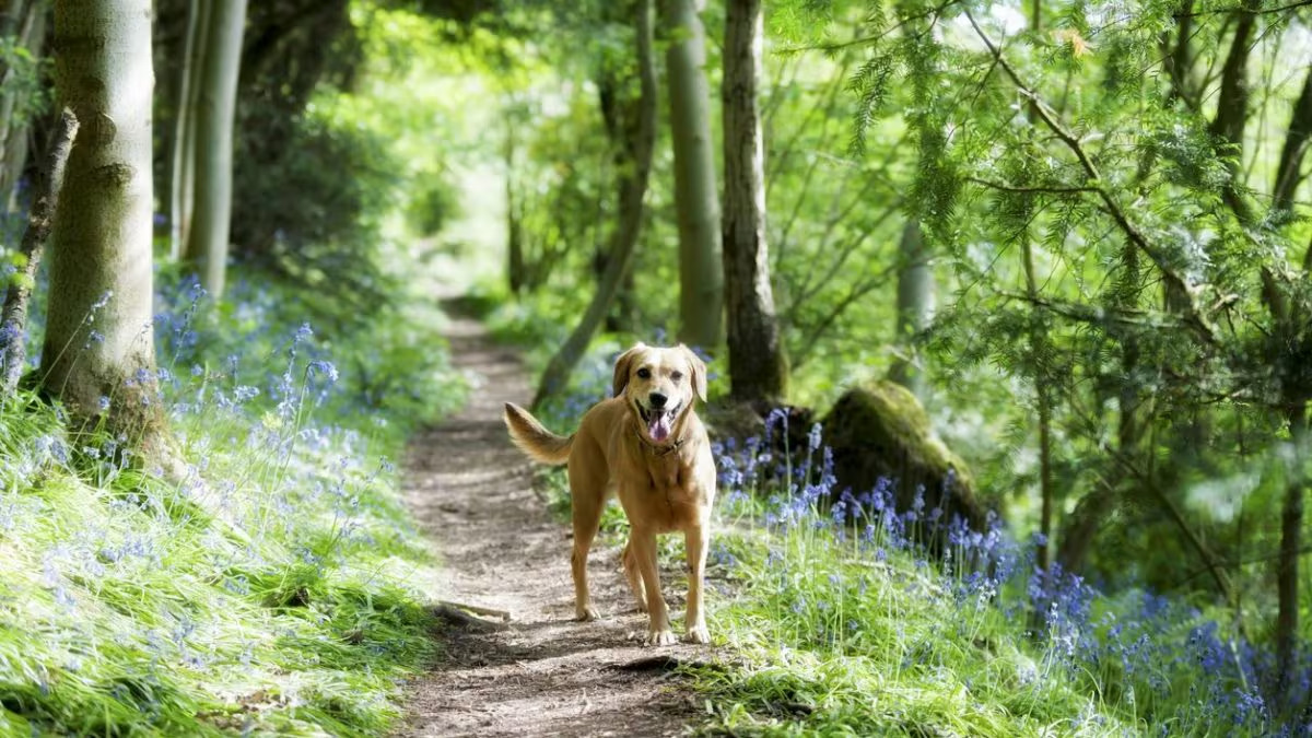 Donna di 38 anni perde la vita durante un'escursione sull'Altopiano di Asiago: il cane veglia sul corpo fino all'arrivo dei soccorsi