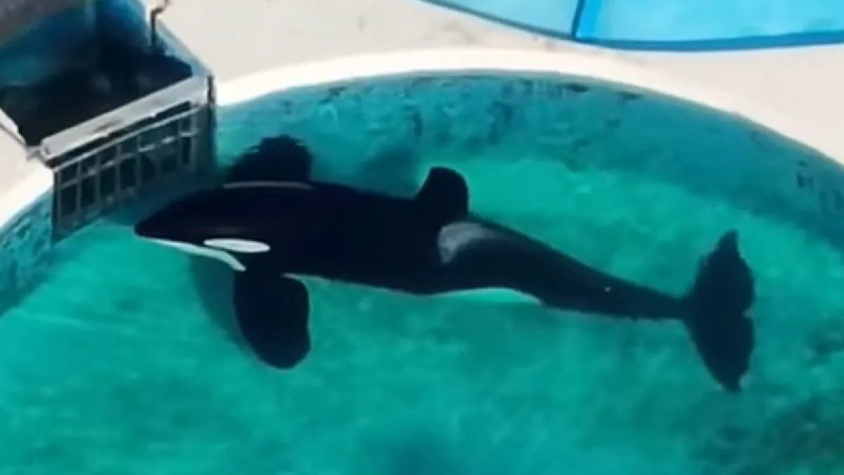 Kshamenk, un’orca maschio di 33 anni, vive in condizioni di isolamento e sofferenza nel parco acquatico Mundo Marino in Argentina, dopo quasi 30 anni di prigionia.