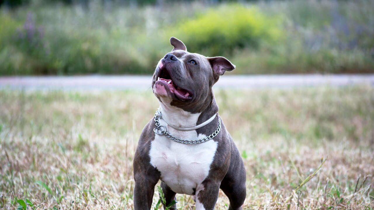 pittbull