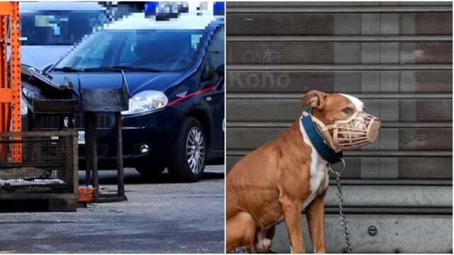 Tragedia di Ferragosto a Monteporzio: pitbull azzanna e uccide un barboncino durante un pranzo tra amici