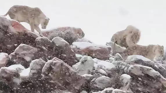 Una donna di 39 anni è morta di ipotermia dopo essere rimasta bloccata in un ingorgo di 30 km causato da una nevicata straordinaria sulla N3, l'autostrada che collega Johannesburg a Durban.