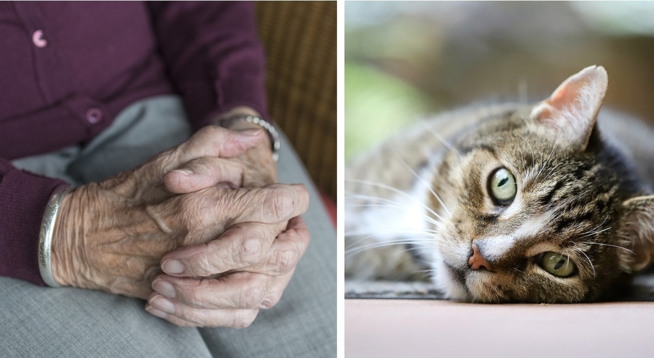 In un appartamento di Arezzo, una donna di 92 anni è stata trovata morta insieme al suo gatto. La scoperta è avvenuta domenica 31 agosto, dopo che il proprietario di casa aveva allertato la polizia per la prolungata assenza di notizie dell'inquilina.