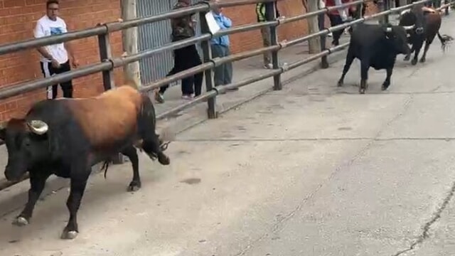 Durante la corsa davanti ai tori a Pantoja, un animale ha abbattuto una recinzione e ha attaccato il pubblico, causando una vittima e diversi feriti.