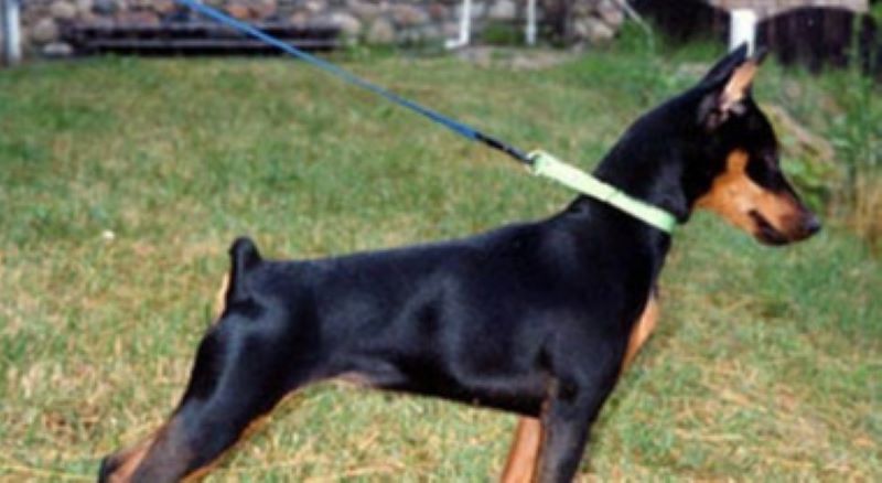 Nel quartiere romano di Corviale, venerdì 20 settembre intorno alle 17, Stefano, 21 anni, è stato vittima di una violenta aggressione da parte di un gruppo di giovanissimi mentre portava a spasso il suo cane, un Pinscher. Il ragazzo è stato trasportato in ospedale per le ferite riportate e ha sporto denuncia contro ignoti.