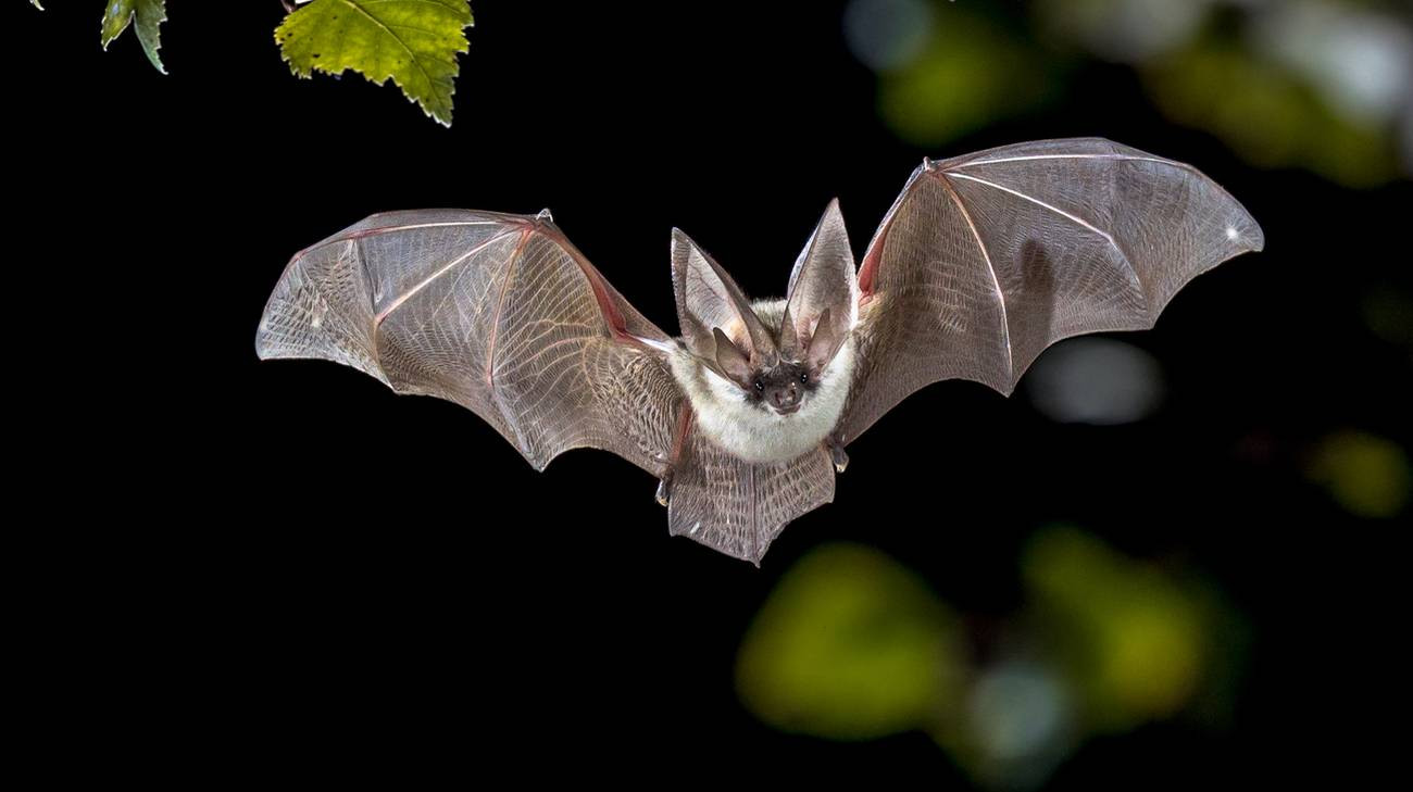 Un bambino in Ontario, Canada, è morto dopo essere stato morso da un pipistrello che si era intrufolato nella sua camera da letto, trasmettendogli la rabbia, una rara ma letale malattia virale.