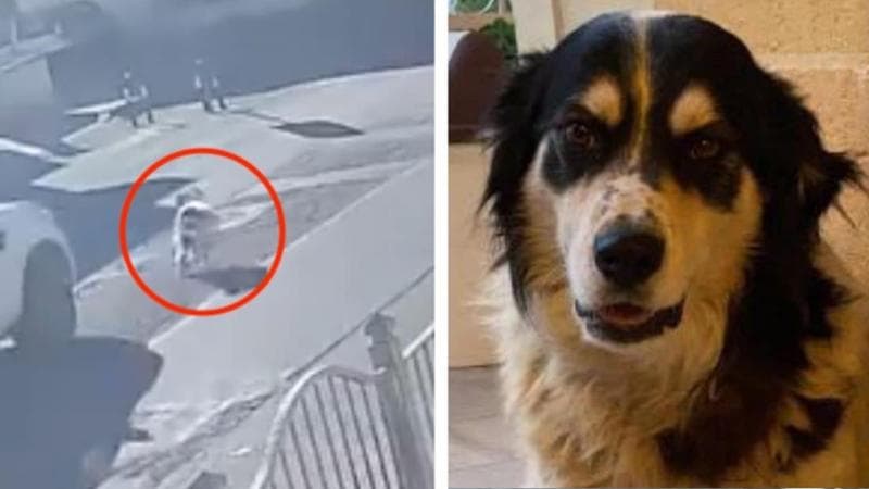 La morte di Ettore, un cane randagio molto amato nel quartiere, ha scatenato l'indignazione degli abitanti di Uggiano Montefusco, frazione di Manduria. Una denuncia è stata presentata alle autorità locali.