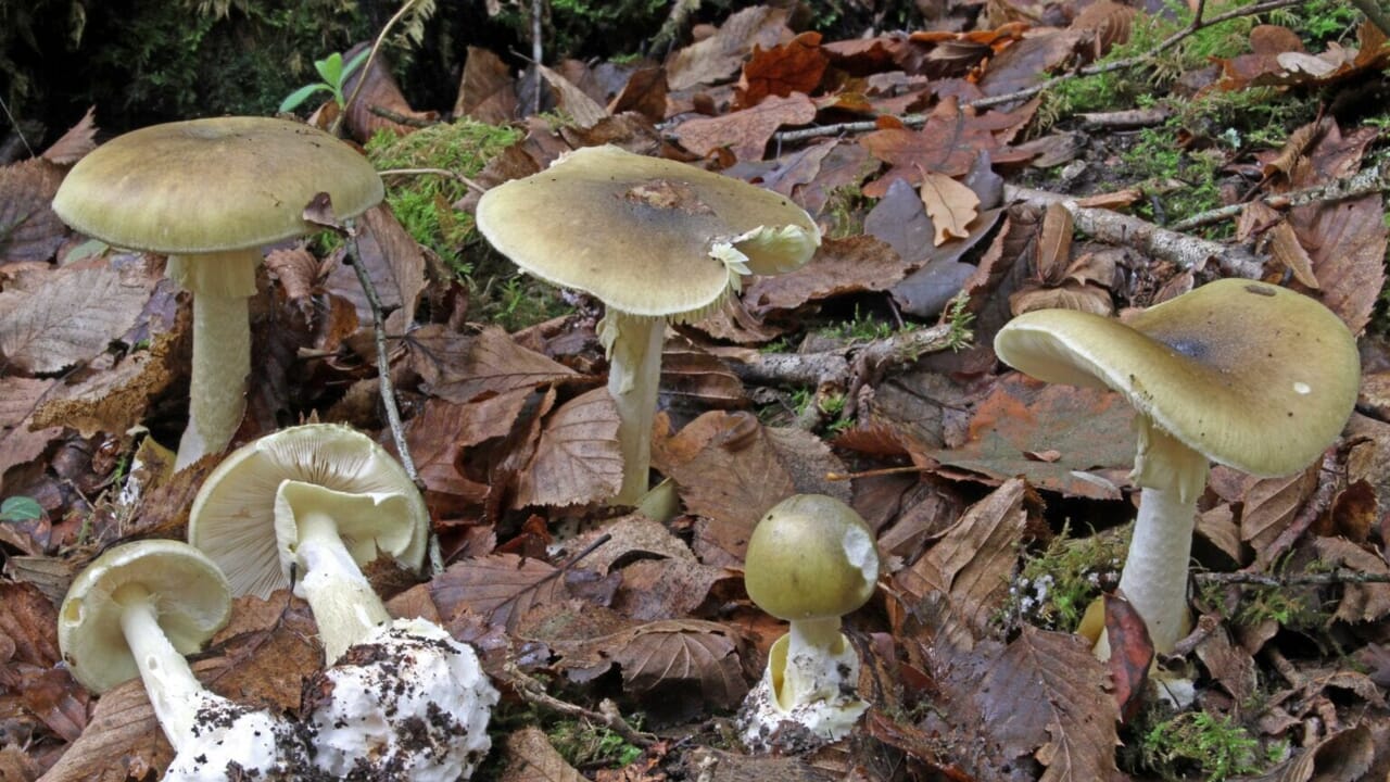 Dopo una cena a base di funghi, il 68enne Giorgio Mascherpa è morto a causa di un avvelenamento da amanita phalloides a Borghetto Lodigiano, in provincia di Lodi.