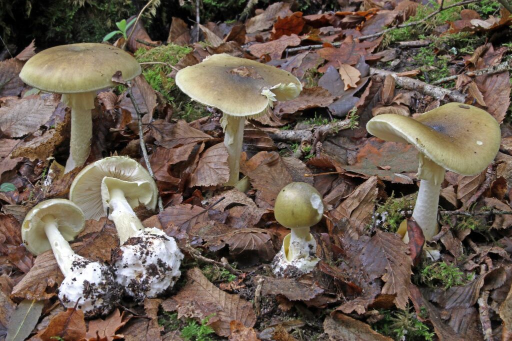 Una tragica fatalità a Valmareno ha portato alla morte di Ermelinda Aiello, 83 anni, dopo aver ingerito il fungo velenoso Amanita Phalloides scambiato per un commestibile.