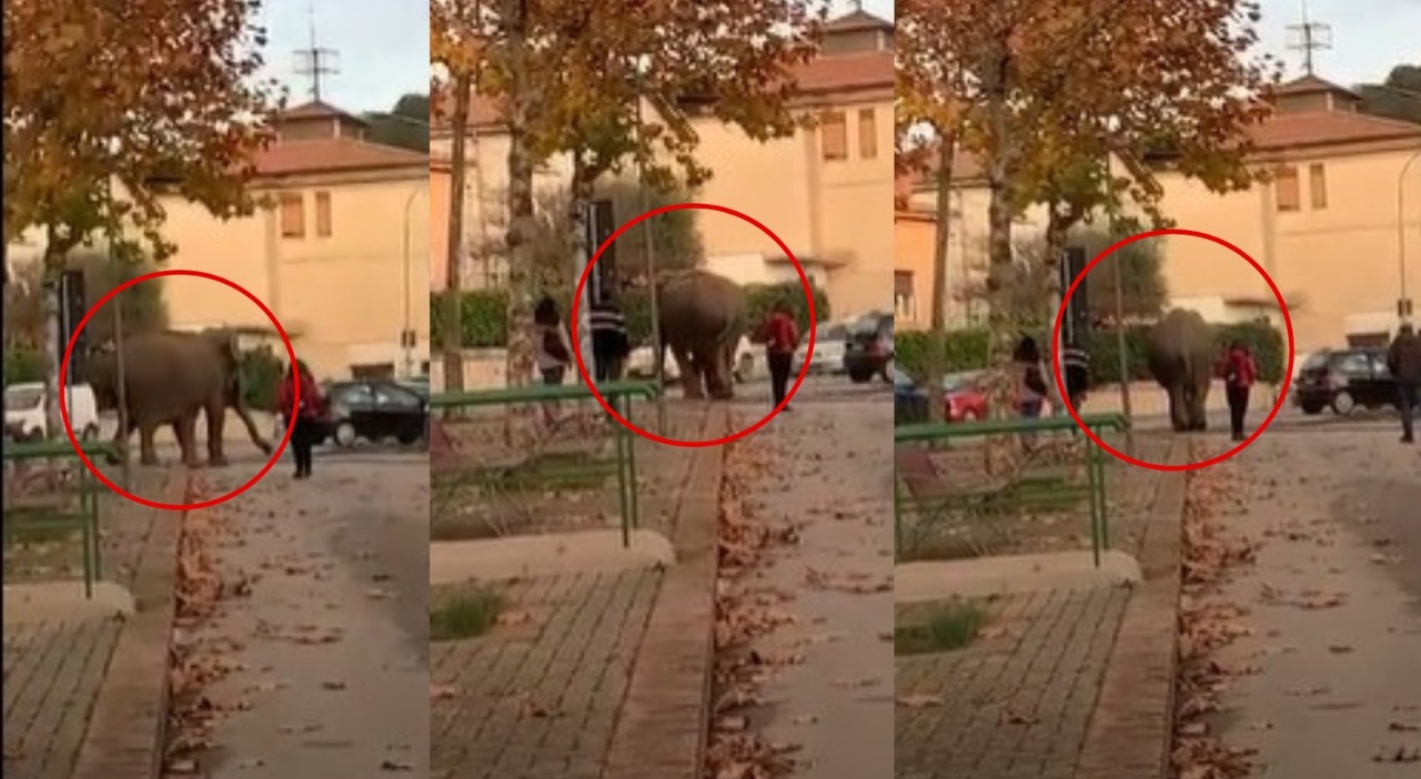 Un video che mostra un elefante vagare indisturbato lungo viale dei Giardini ad Amelia ha scatenato proteste e richieste di intervento da parte degli animalisti.