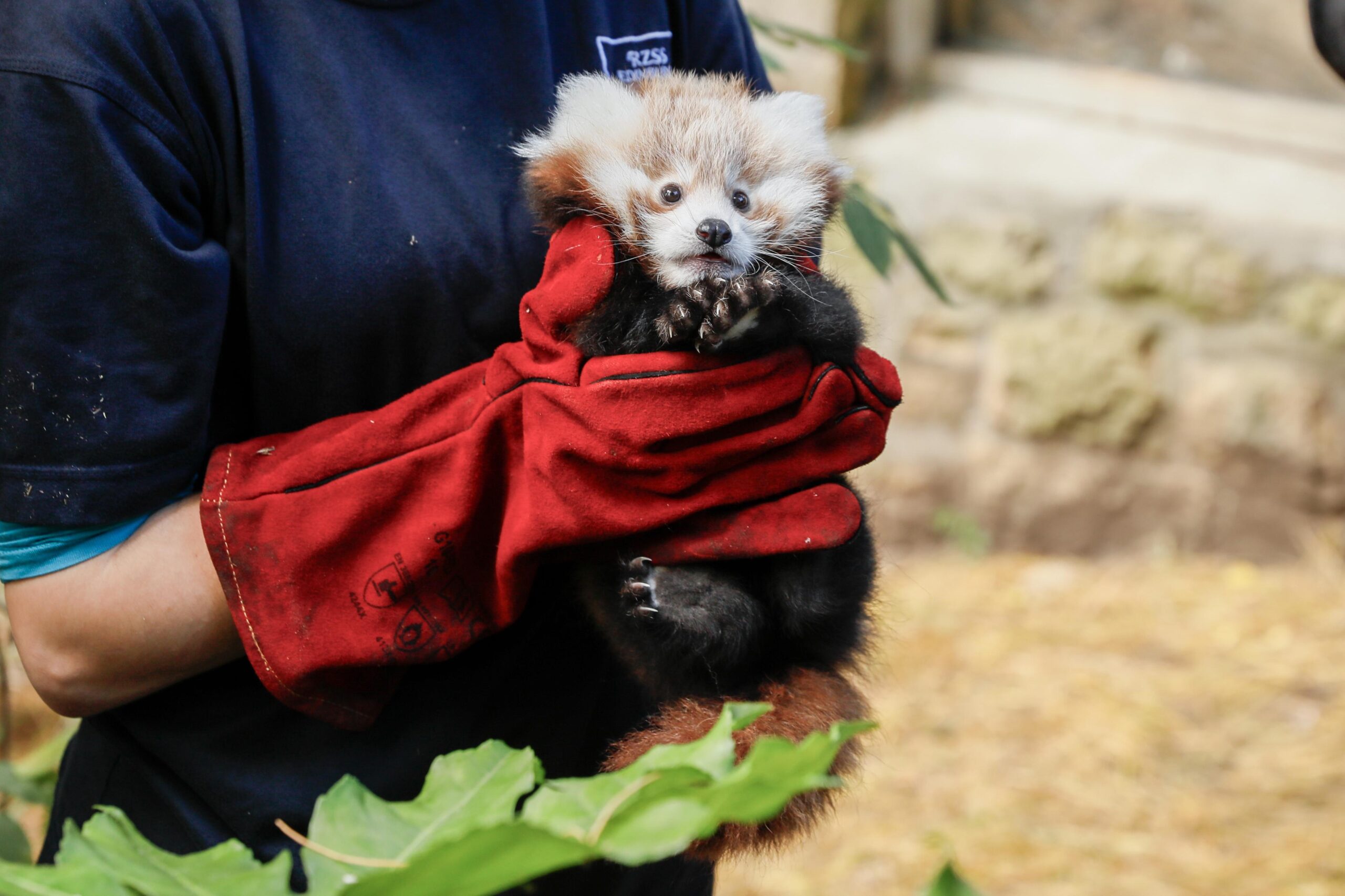 La morte della piccola Roxie, una cucciola di panda rosso, riaccende il dibattito sull’uso dei fuochi d’artificio e i loro effetti sugli animali.